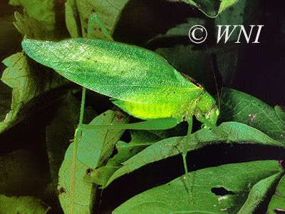 Oblong-winged Katydid (Amblycorypha oblongifolia)